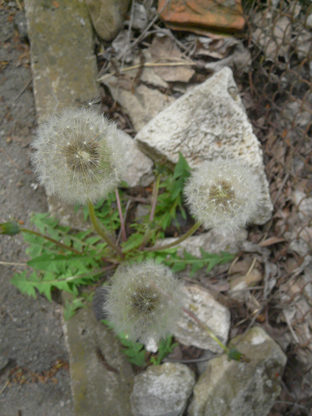 Изображение особи Taraxacum officinale.