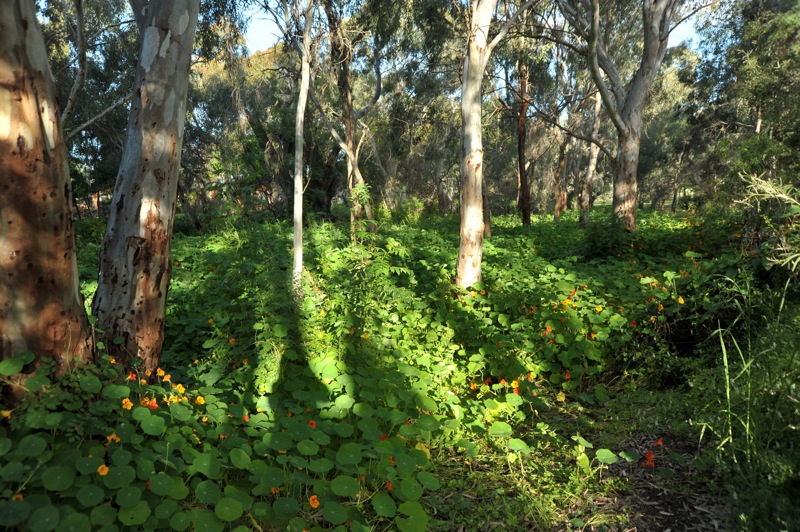 Image of Tropaeolum majus specimen.