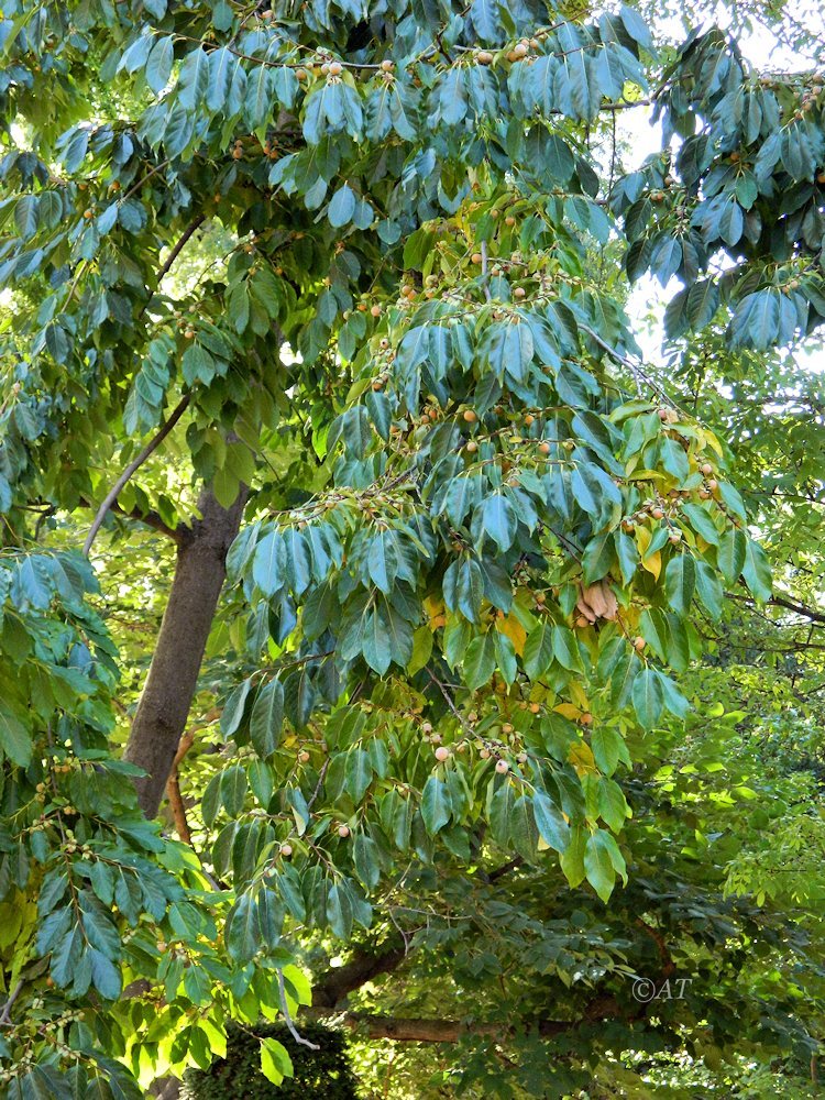 Image of Diospyros japonica specimen.