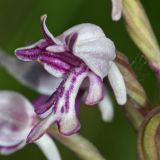 Orchis militaris