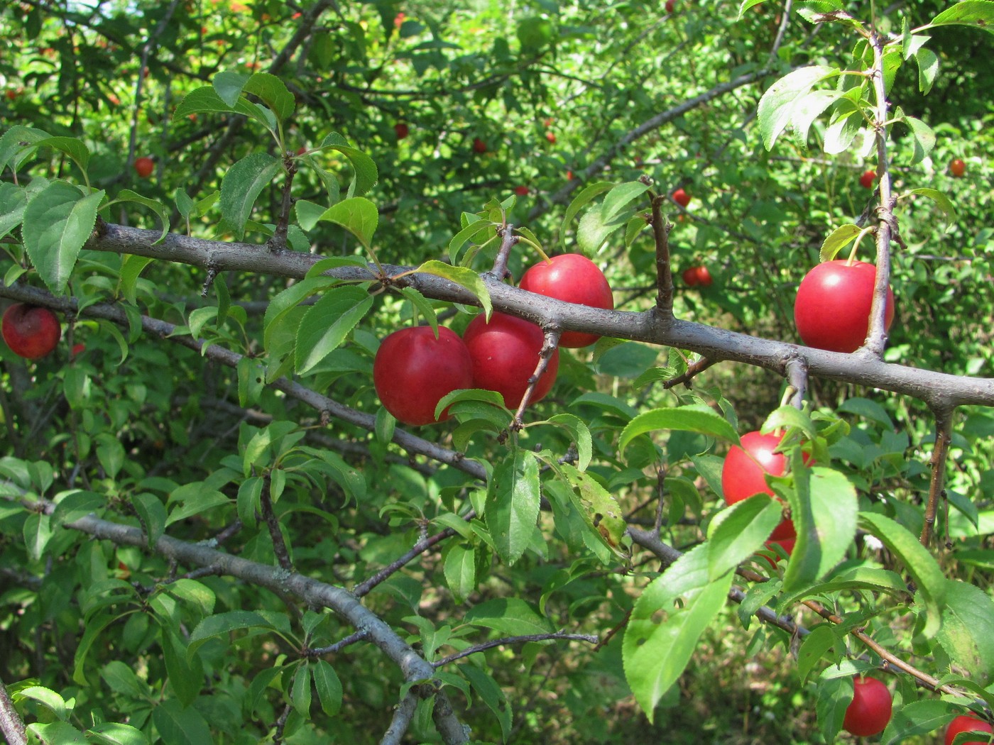 Image of Prunus cerasifera specimen.