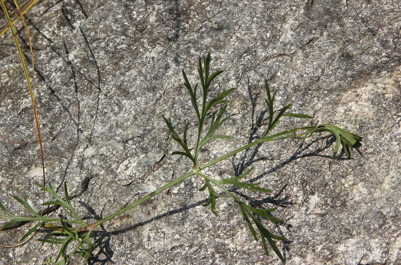 Image of familia Ranunculaceae specimen.