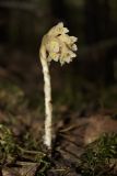Смотреть изображение Hypopitys monotropa