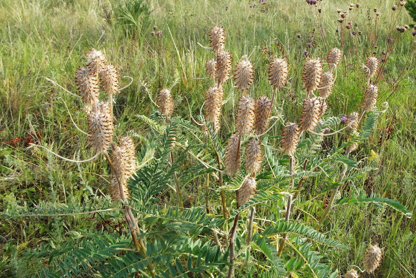 Изображение особи Astragalus alopecurus.