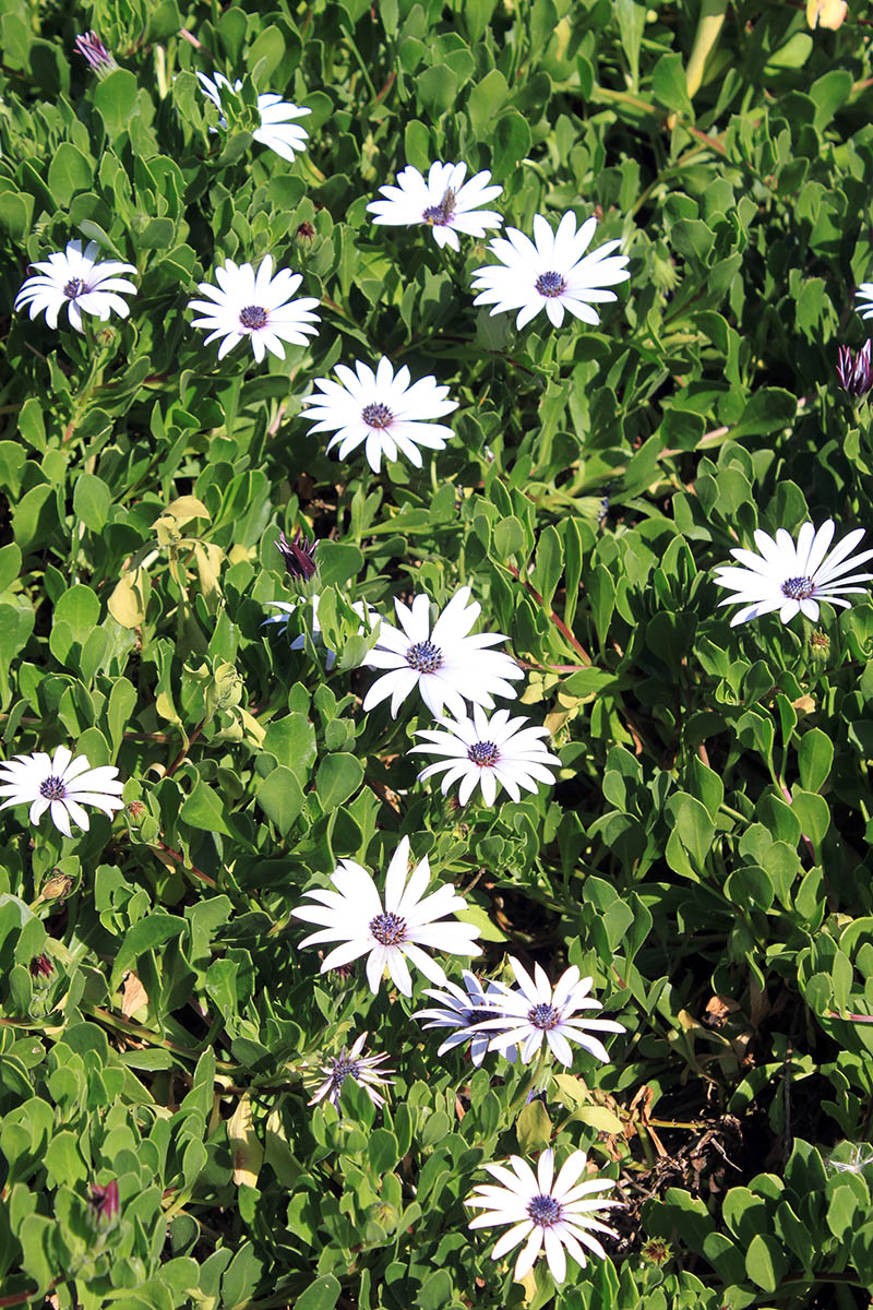 Image of Osteospermum fruticosum specimen.