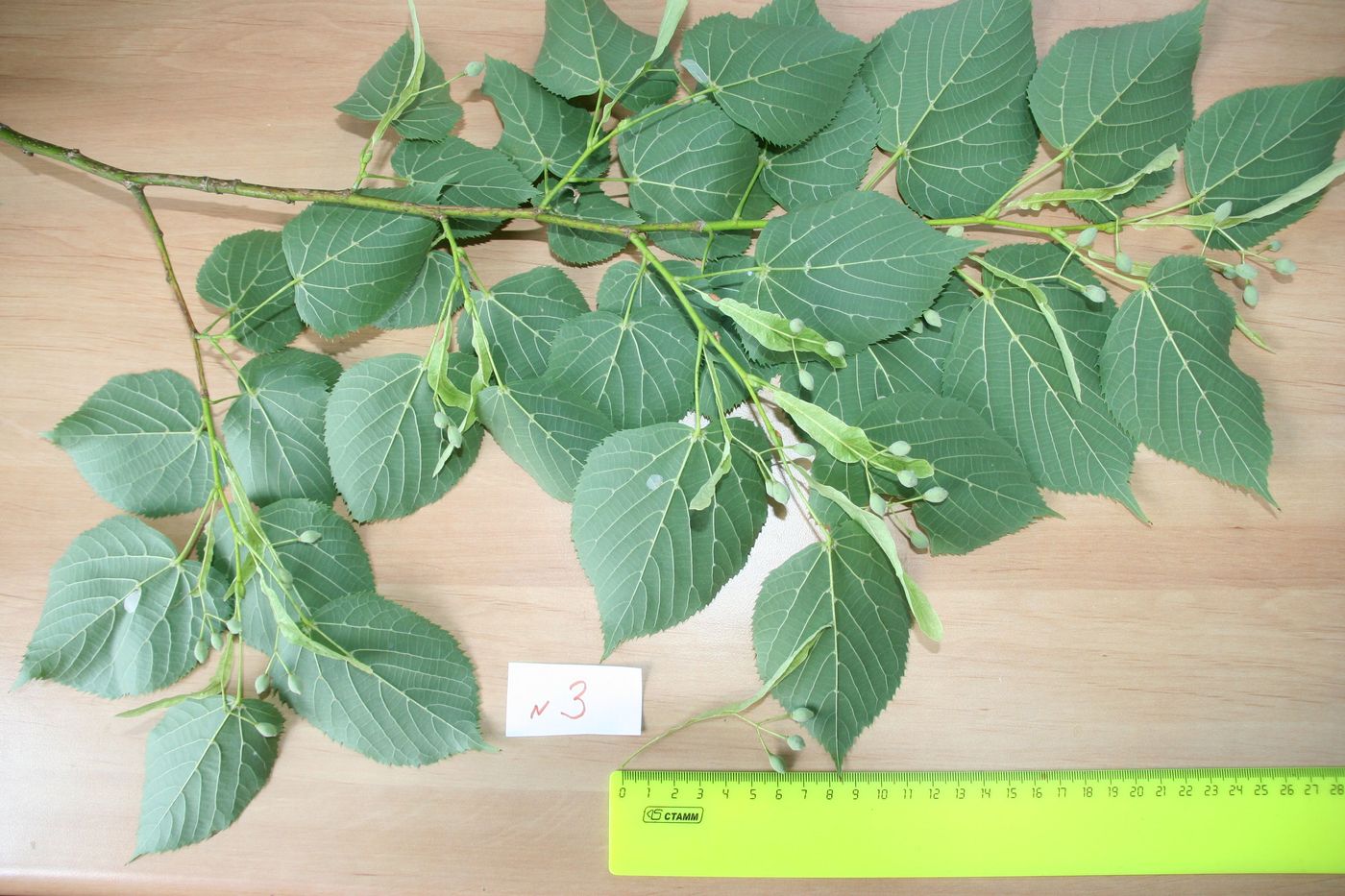 Image of Tilia begoniifolia specimen.