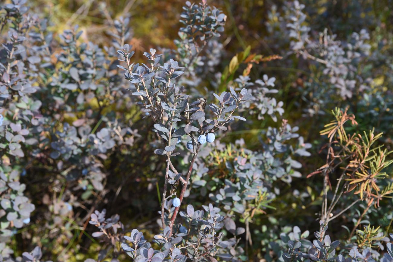 Image of Vaccinium uliginosum specimen.