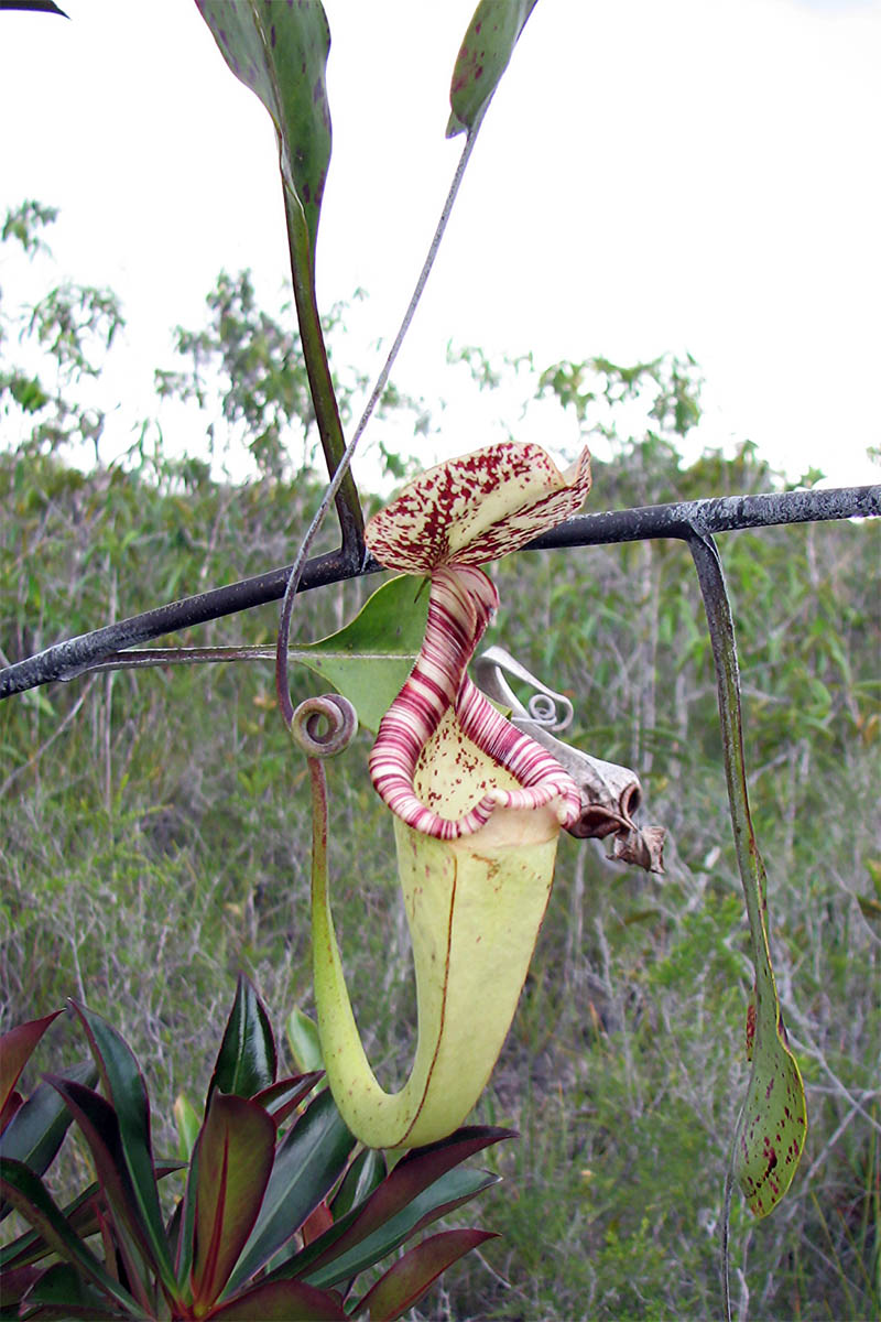 Изображение особи Nepenthes stenophylla.