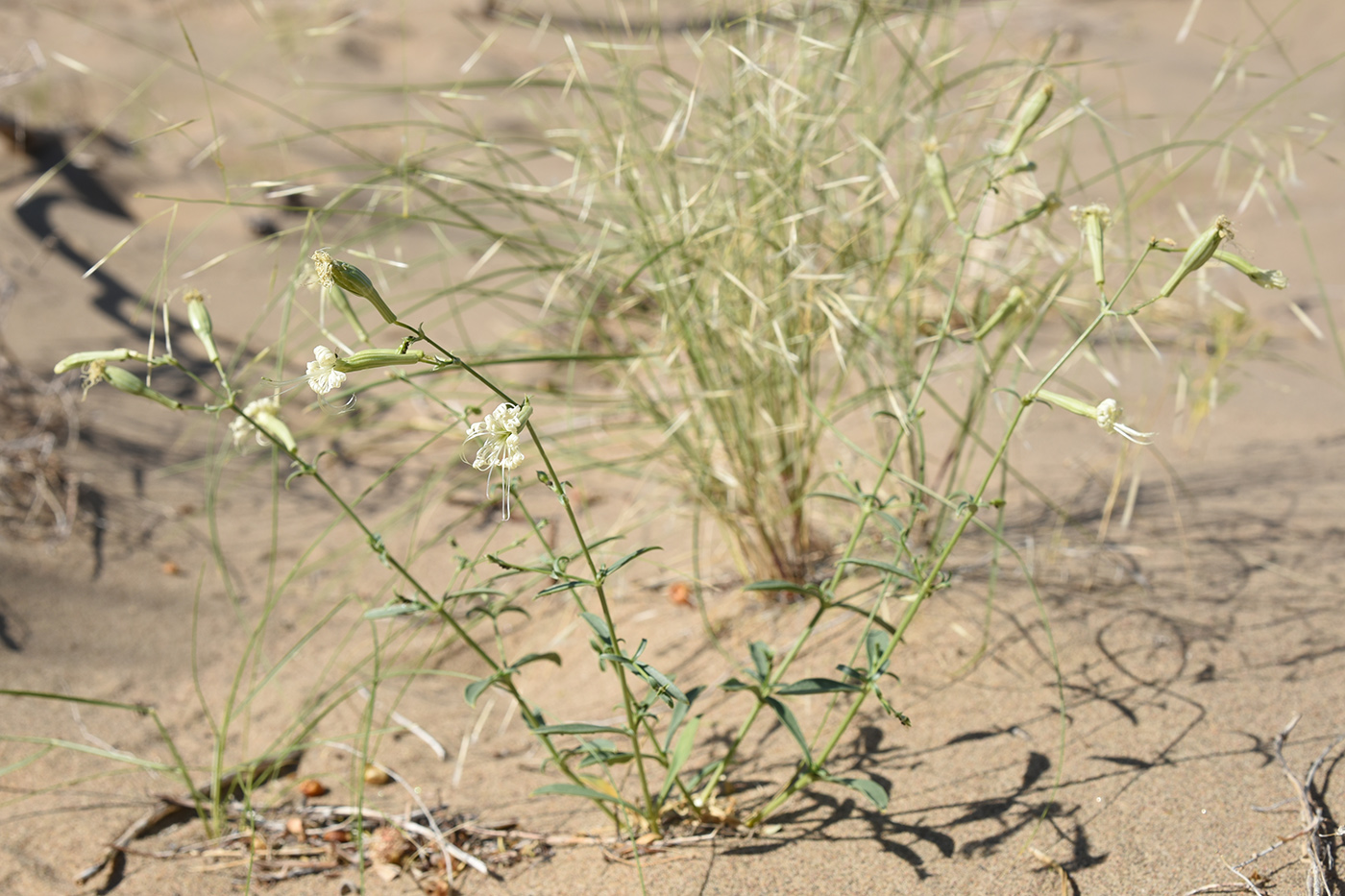 Image of Silene odoratissima specimen.