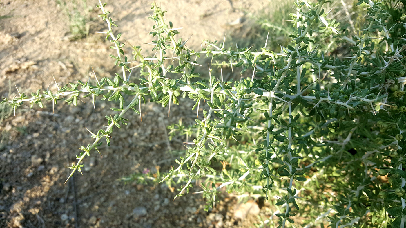 Image of Lycium ruthenicum specimen.