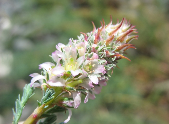 Изображение особи Myricaria bracteata.