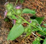 Arctium nemorosum. Верхушка цветущего растения. Крым, городской округ Ялта, пгт Гурзуф, санаторий \"Гурзуфский\", парк, сорное. Июль 2022 г.