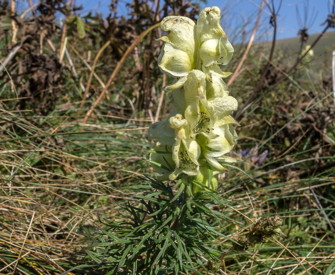 Изображение особи Aconitum confertiflorum.