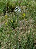 род Ornithogalum. Цветущее растение. Армения, обл. Арагацотн, окр. с. Тегер, ≈ 1700 м н.у.м., луговой склон. 20.06.2022.