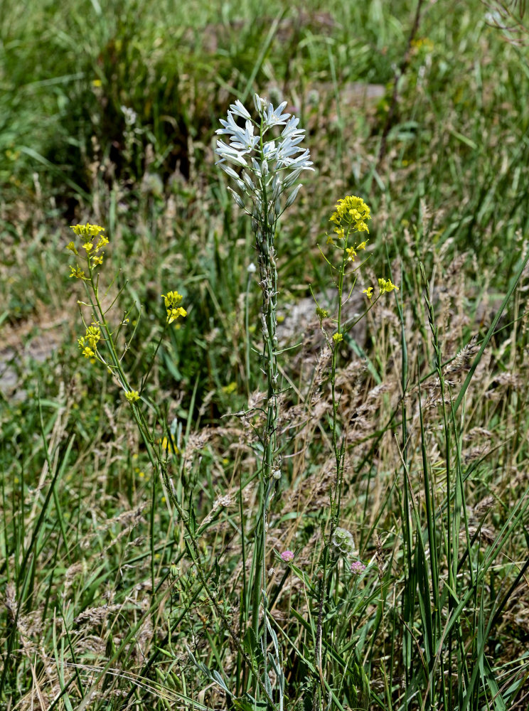 Image of genus Ornithogalum specimen.