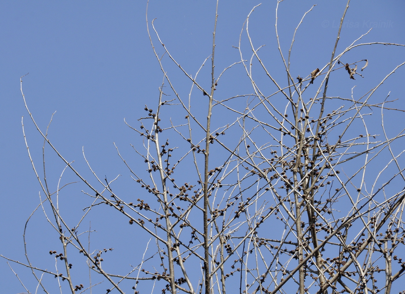 Image of genus Ulmus specimen.