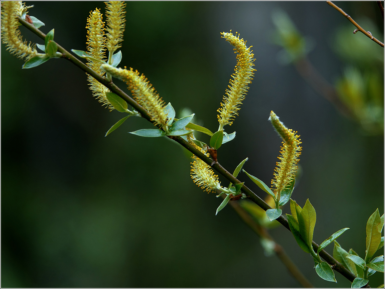 Image of Salix triandra specimen.