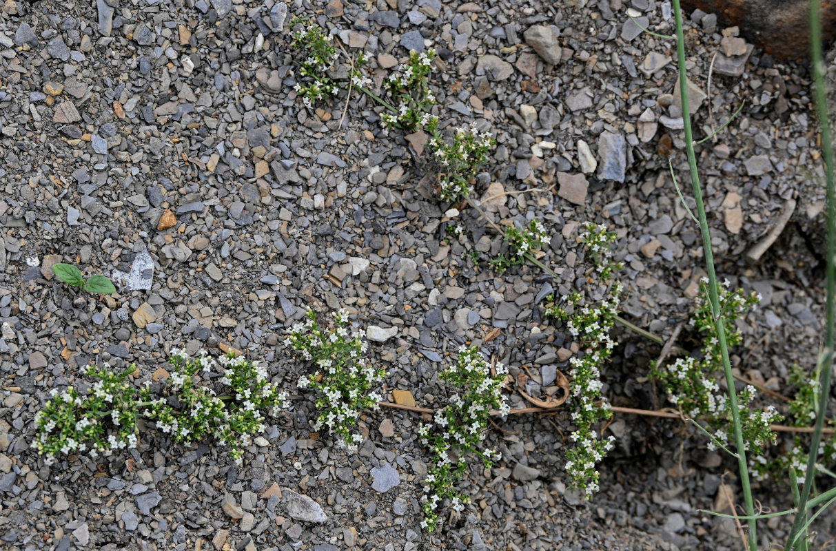 Изображение особи Galium vartanii.