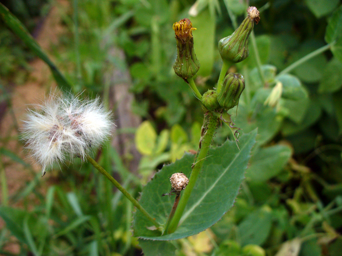 Image of Sonchus asper specimen.