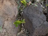 Asplenium decurrens. Спороносящее растение. Чили, обл. Valparaiso, провинция Isla de Pascua, северо-восточная часть острова, окр. бухты Ovahe. 13.03.2023.