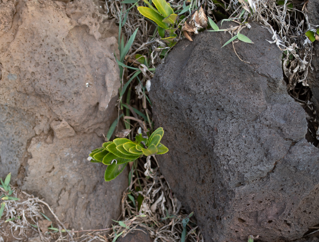 Изображение особи Asplenium decurrens.