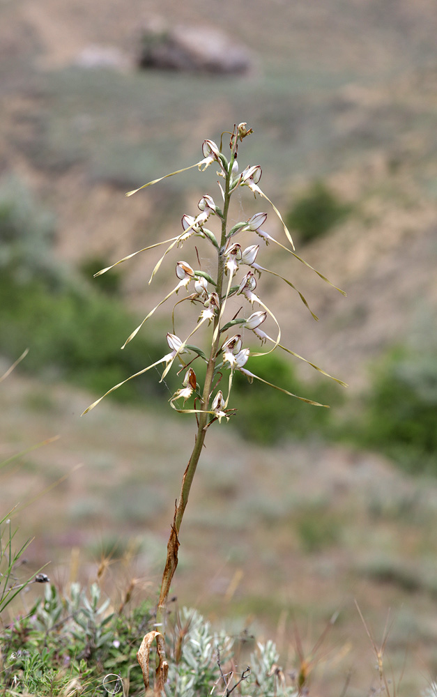 Image of Himantoglossum caprinum specimen.