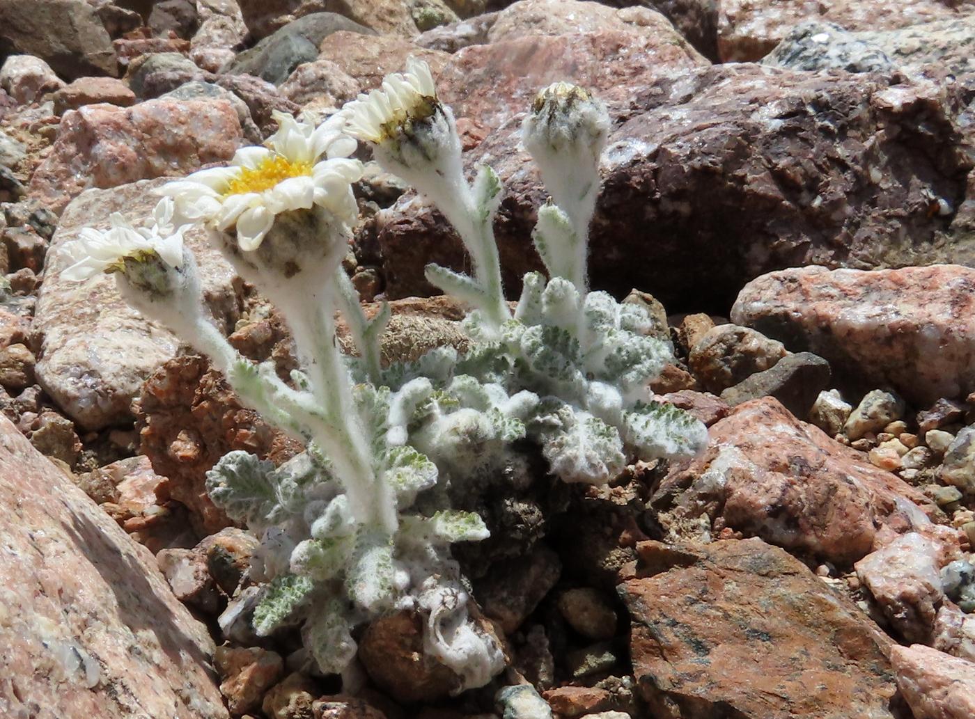 Image of Richteria leontopodium specimen.