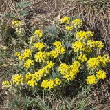 Alyssum lenense