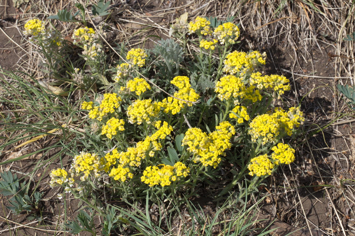 Image of Alyssum lenense specimen.