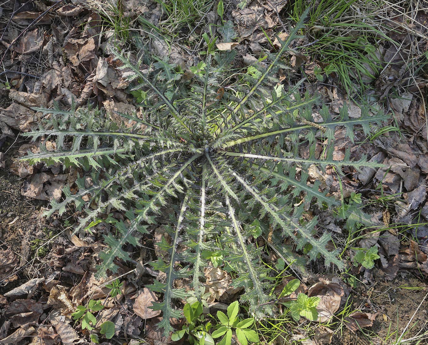 Image of Cirsium palustre specimen.