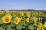 Helianthus annuus. Верхушки цветущих растений. Испания, автономное сообщество Каталония, провинция Жирона, комарка Баш Эмпорда, муниципалитет Тороэлья-де-Монгри, долина р. Тер, пашня. 16.07.2023.