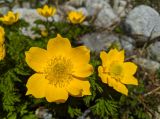 Pulsatilla aurea