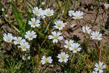 Dichodon cerastoides. Верхушки побегов с цветками и бутонами. Киргизия, Ошская обл., Памир, Заалайский хр., долина р. Ачик-Таш, ≈ 3600 м н.у.м., альпийский луг. 03.07.2022.