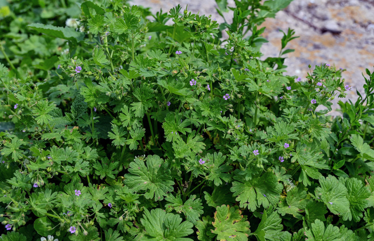 Image of Geranium pusillum specimen.