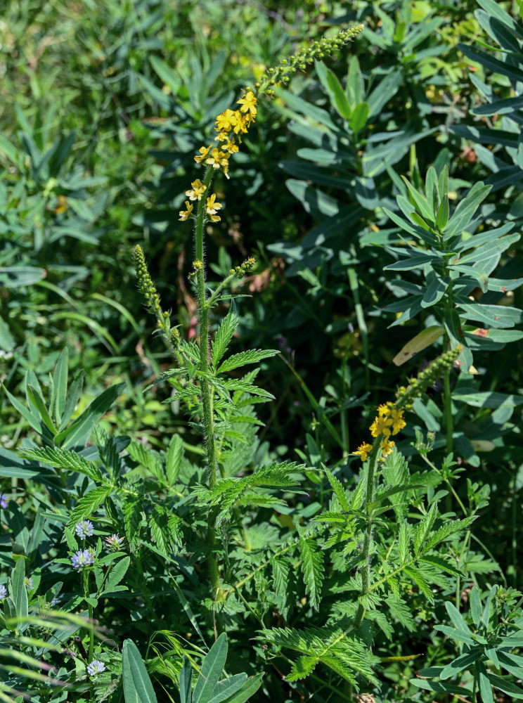 Изображение особи Agrimonia eupatoria.