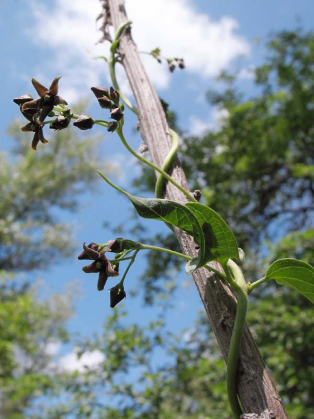 Image of Vincetoxicum scandens specimen.