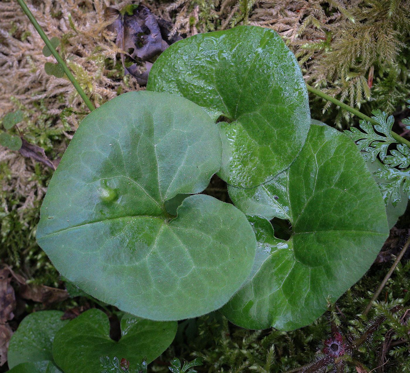 Image of Asarum intermedium specimen.