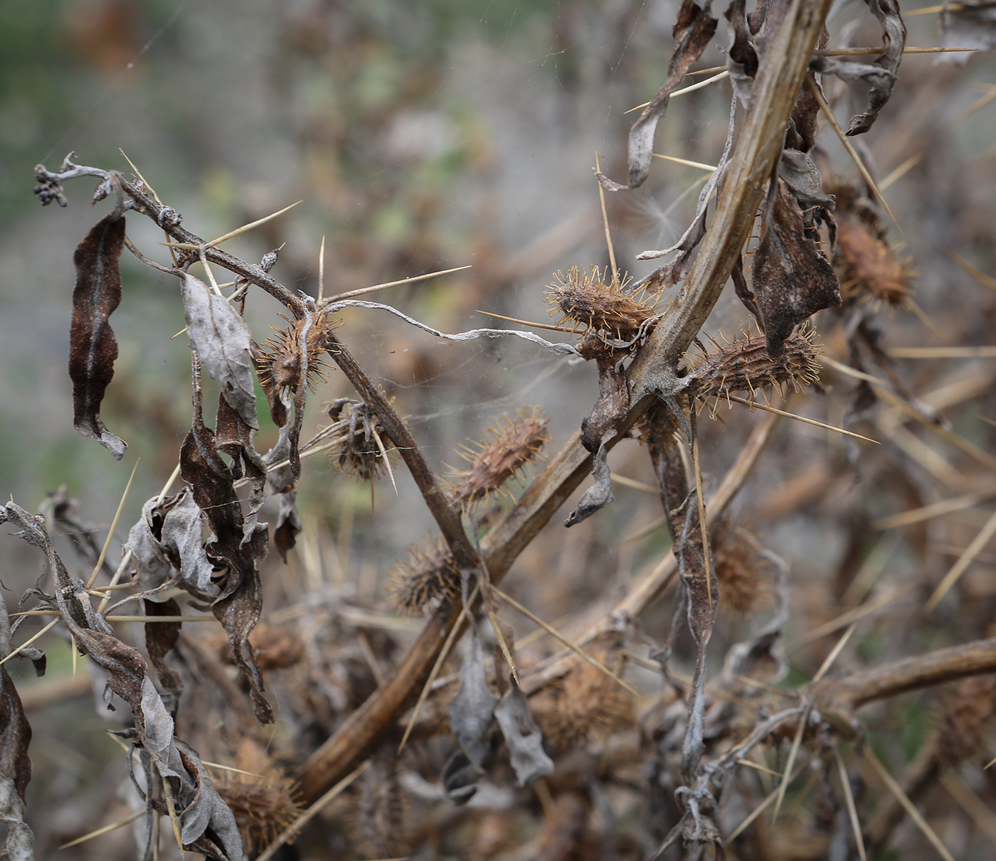 Изображение особи Xanthium spinosum.