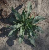 Смотреть изображение Cynoglossum creticum