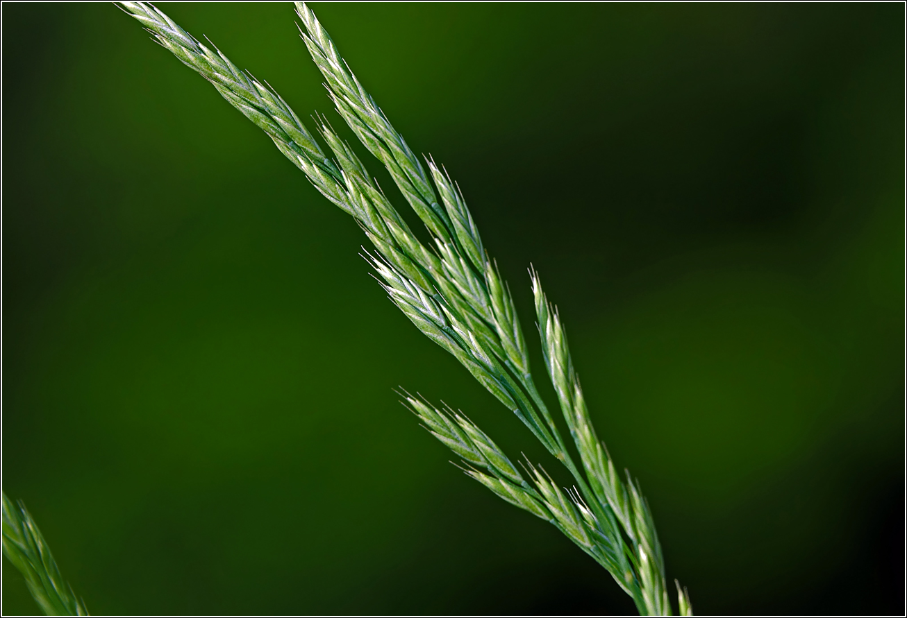 Image of genus Festuca specimen.