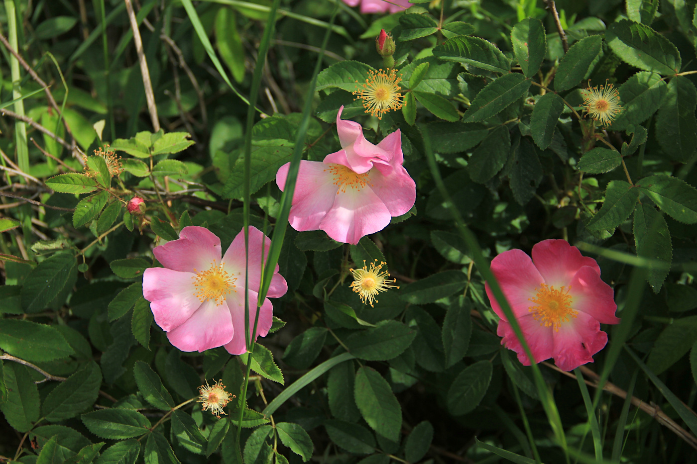 Image of Rosa gallica specimen.