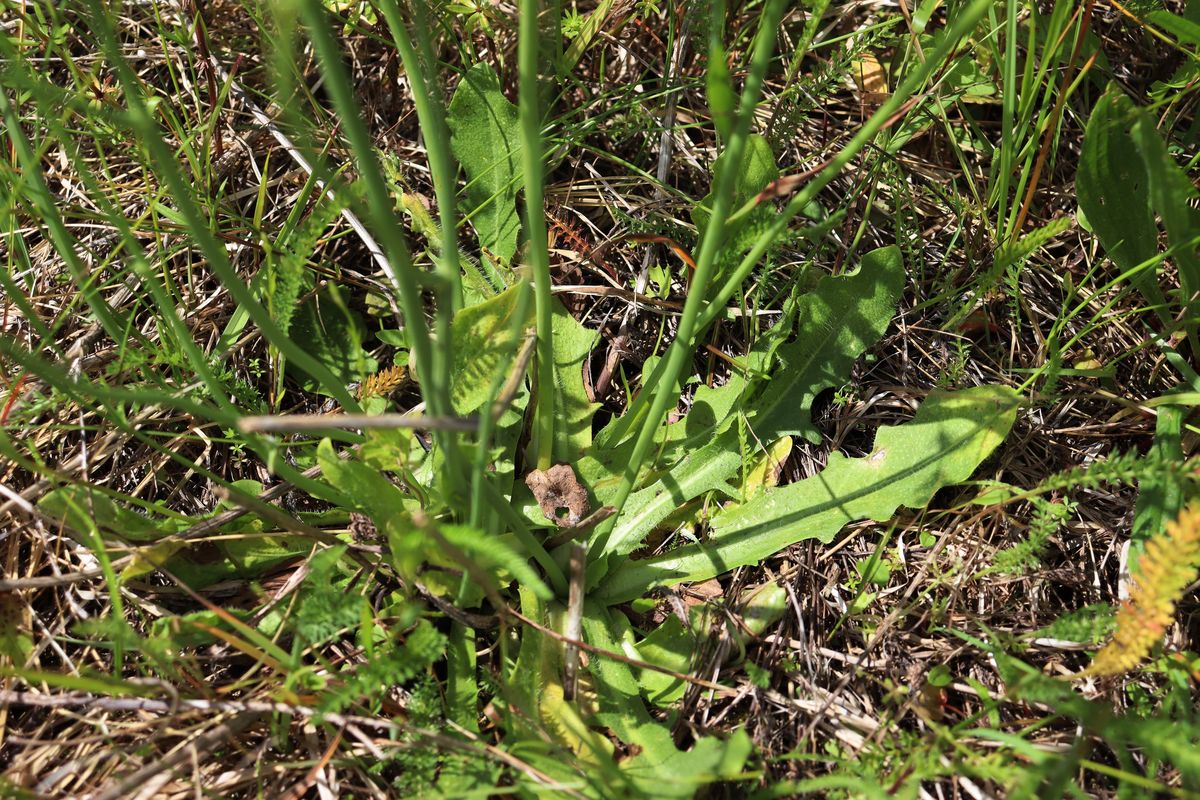 Изображение особи Hypochaeris radicata.