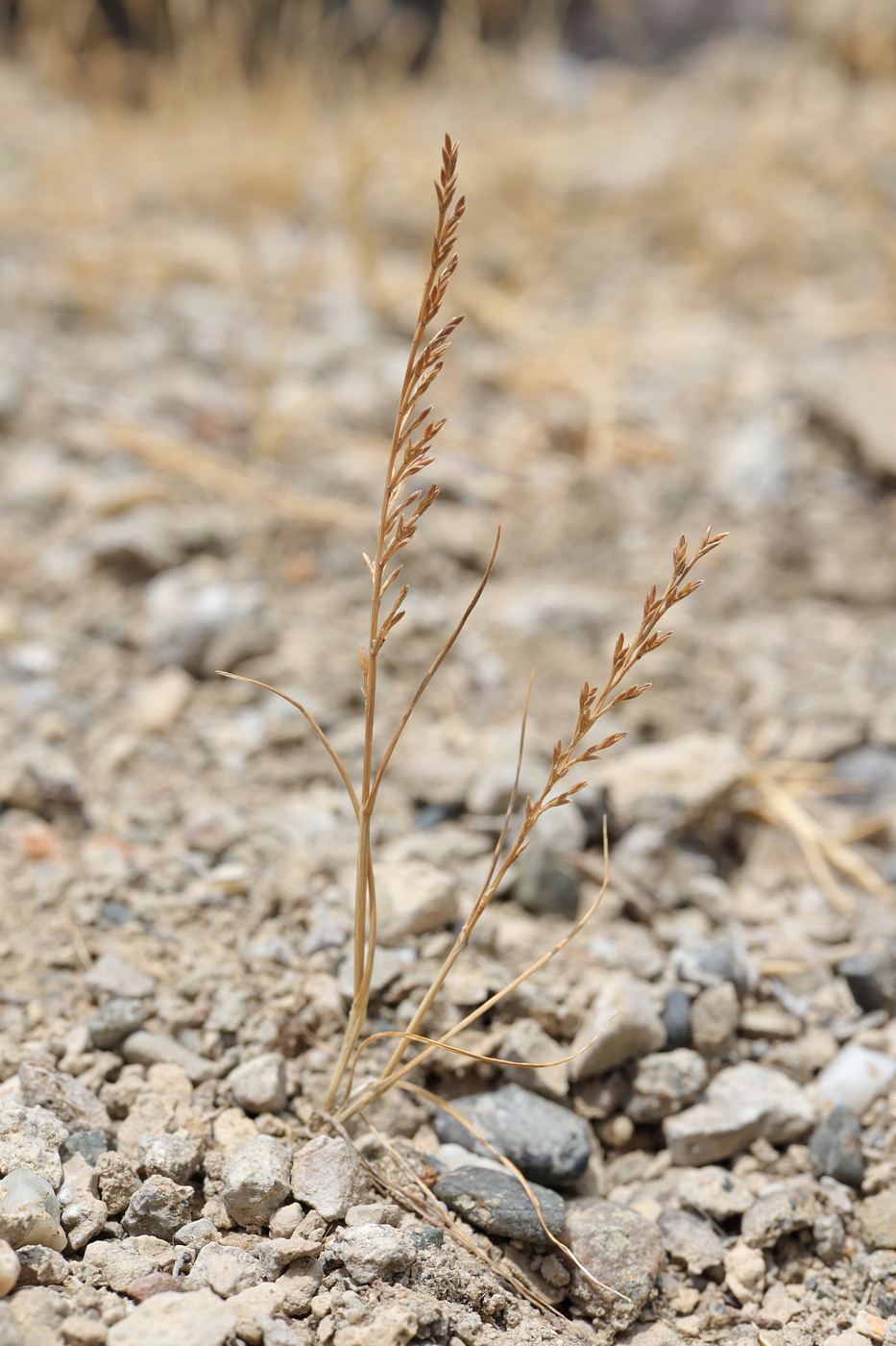 Image of Scleropoa rigida specimen.