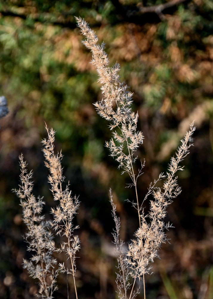 Изображение особи Calamagrostis epigeios.