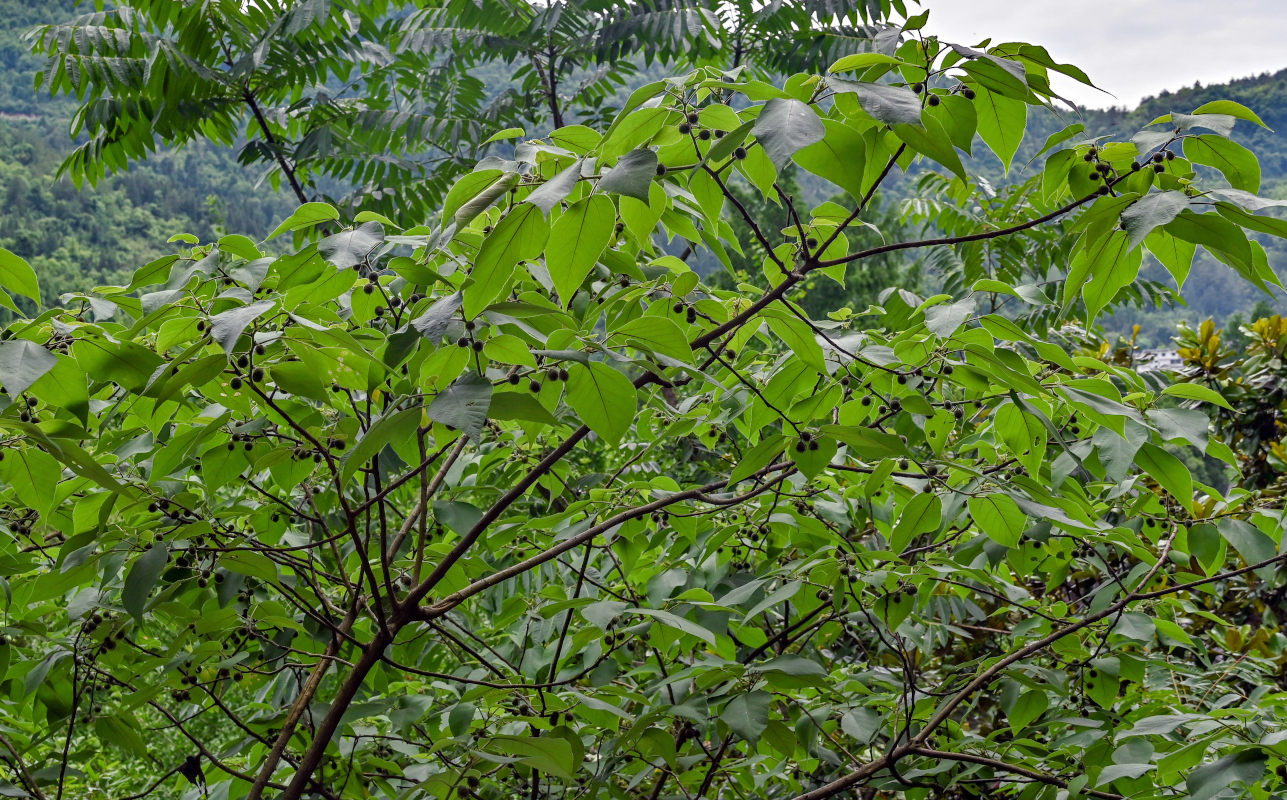 Image of Broussonetia papyrifera specimen.