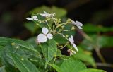 Hydrangea chinensis