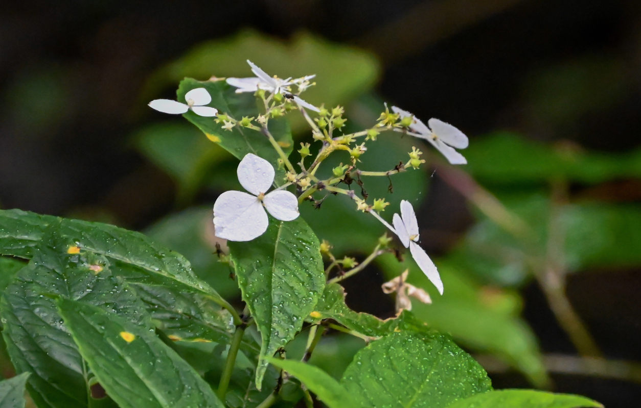 Image of Hydrangea chinensis specimen.