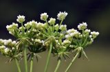 семейство Apiaceae. Соцветия (вид снизу). Приморский край, Уссурийский гор. округ, с. Монакино, луг на небольшой сопке. 18.08.2024.