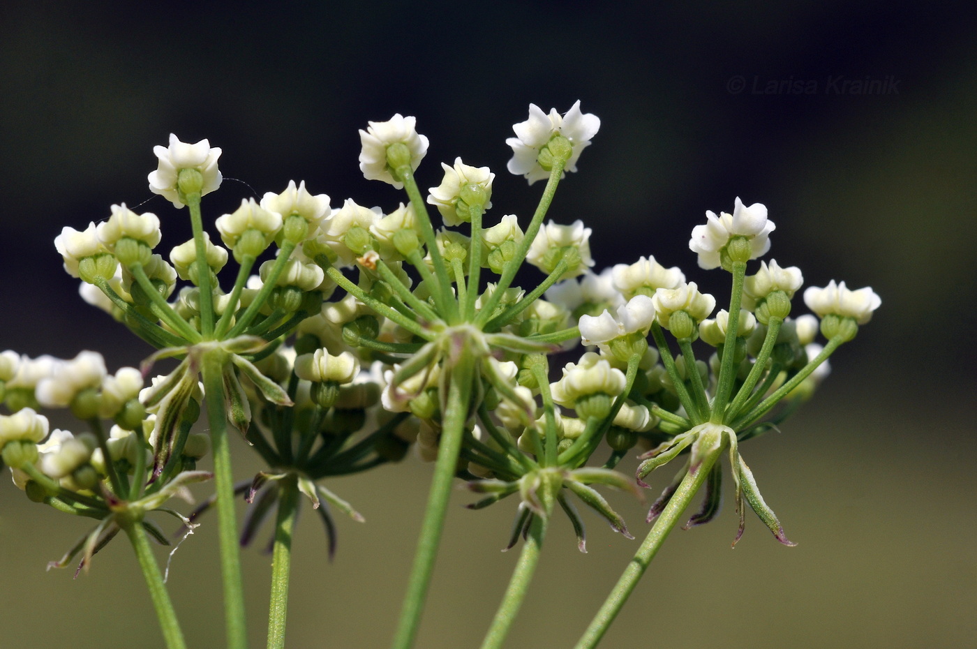 Изображение особи семейство Apiaceae.