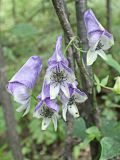 Aconitum consanguineum. Соцветие. Хабаровский край, г. Комсомольск-на-Амуре, Силинский лесопарк. 18.08.2024.